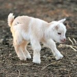 babygoat