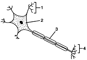 neuron unlabeled